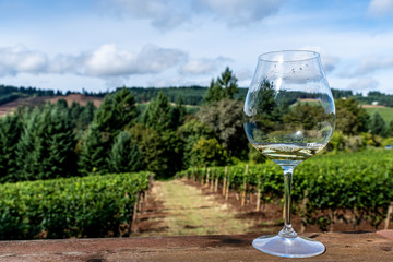 wine in the vines