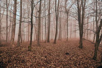 Foggy forest in late autumn, path covered with fallen leaves