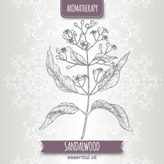 Indian sandalwood aka Santalum album sketch on elegant lace background. - 297623131