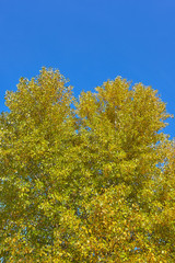 Autumn landscape. Colourful top of a tree on the background of blue sky.