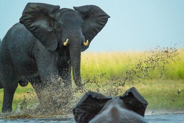 Elephant play charging other elephant, Chobe Nat Pk, Botswana