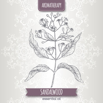 Indian sandalwood aka Santalum album sketch on elegant lace background.