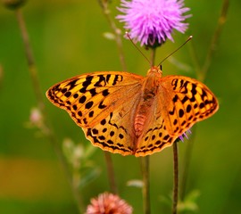 butterfly on flower
