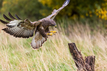  A wild buzzard landing on a tree stump.The Buzzard is a bird of prey in the Hawk and Eagle family. - obrazy, fototapety, plakaty