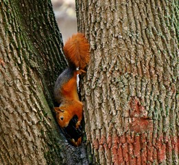 squirrel on tree