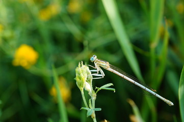 dragonfly on flower