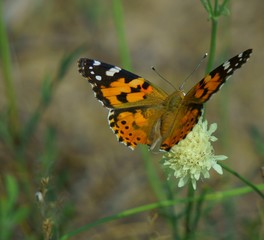 butterfly on flower
