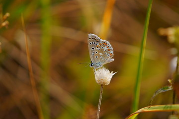 butterfly on flower