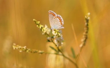 butterfly on flower