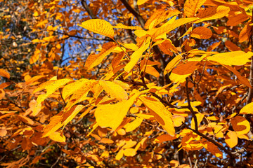 Autumn scene. Yellow autumn tree with golden leaves.