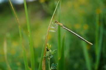 dragonfly on a blade of grass