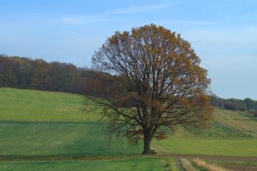 Freistehende Eiche