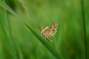 butterfly on a leaf