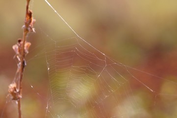 spider on a web