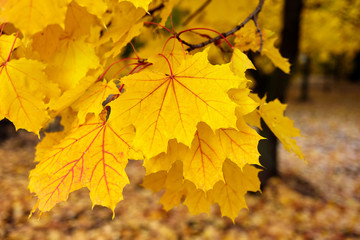 Maple golden leaves on an autumn tree in the park.