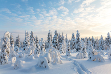 Snow covered trees, Riisitunturi National Park, Lapland, Finland - obrazy, fototapety, plakaty