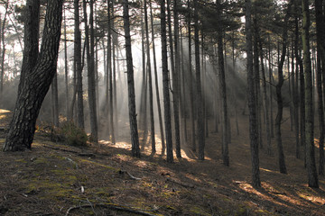 Obraz premium Forêt de pins