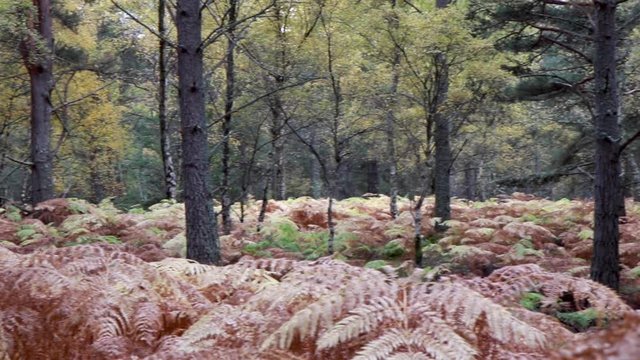 pan of bracken,Pteridium, alone and wide shot within pine forest during autumn/fall with copper/bronze colour in Scotland. 