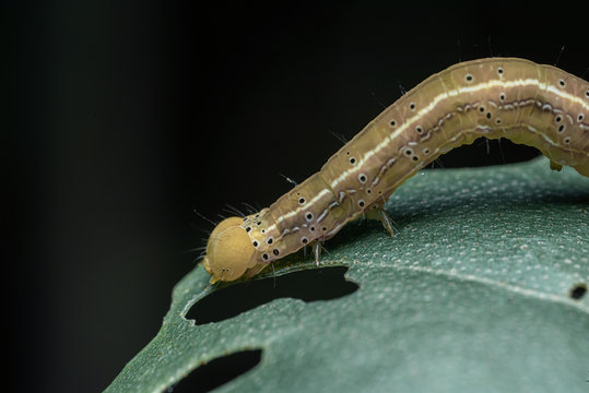 macro yellow caterpillar eat leaf