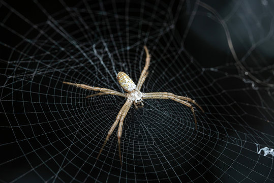 closeup macro spider on web