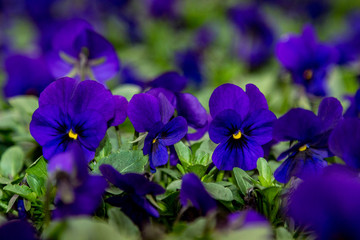 Pansies