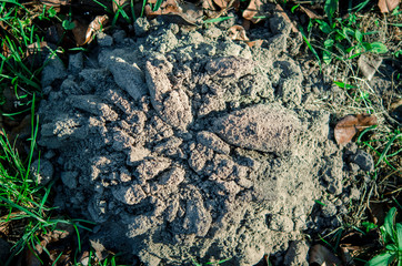 Garden pests. The consequences of meek moves. The hill of land that made the mole in the garden