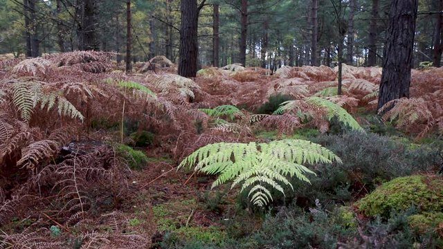 pan of bracken,Pteridium, alone and wide shot within pine forest during autumn/fall with copper/bronze colour in Scotland. 