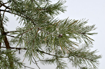 Background of snow covered pine branches with green needles. The concept of the onset of winter time and cold weather.