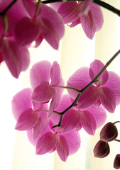 A pink orchid, Doritaenopsis Dorado, shot from behind