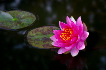 Pink lotus blooming with green leaf in the pond.