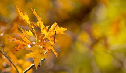 Naklejka na ściany i meble Yellow autumn leaves 