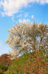 Fototapeta premium Beautiful blooming cherry trees with blue sky in the background.