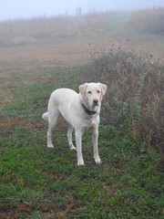 Fototapeta premium dog in the field