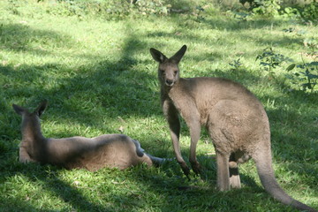 Ka&auml;nguru Australien Wiese