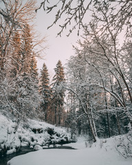forest in winter