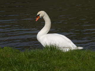 Schwan