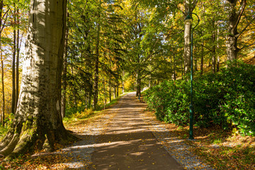 Autumn scene with road in forest with colorful foliage