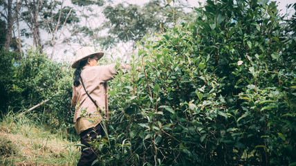 Harvesting tea leaves