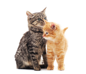 Obraz premium Two small kittens.