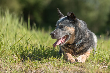 Friendly obedient old australian cattle dog is posing in in nature in summer.