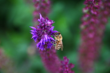 bee
