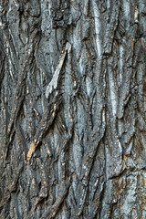 textured tree bark for background
