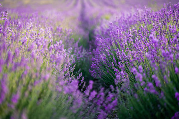 Lavender field on a sunny day, lavender bushes in rows
