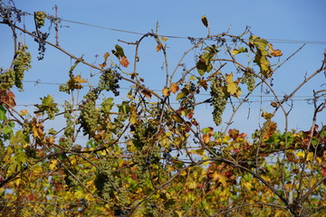 Rote und weisse Weintrauben auf einem Weinberg bei Sonnenschein