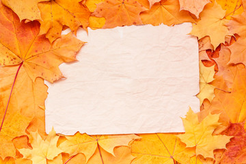 Naklejka na ściany i meble Halloween holiday concept. Old parchment with copy space for text on autumn maple leaves. Paper sheet, manuscript with nature frame.