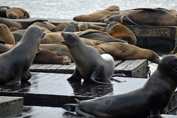 Sea Lions at Pier 39