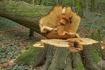 Nature's Throne: A Fallen Oak's Final Rest