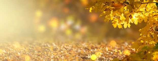 Keuken spatwand met foto Decoratieve herfstbanner versierd met takken met gouden gele esdoornbladeren op de achtergrond van oranje herfstgebladerte en glanzende gloeiende bokeh, plaats voor uw tekst, nazomer in park © julia_arda