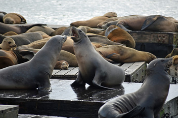 Fototapeta premium Sea Lions at Pier 39