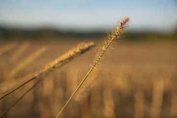 Makroaufnahme einer Ähre